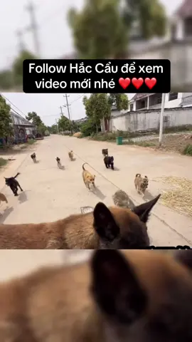 Thù này không báo , Anh em không vui 😂😂😂#xuhuong #fyp #haccau #thucung  @Hắc Cẩu  @Hắc Cẩu 