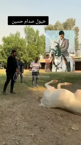 مصير خيول صدام حسين