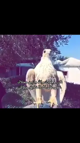 #you #قصايد #صقر #W 