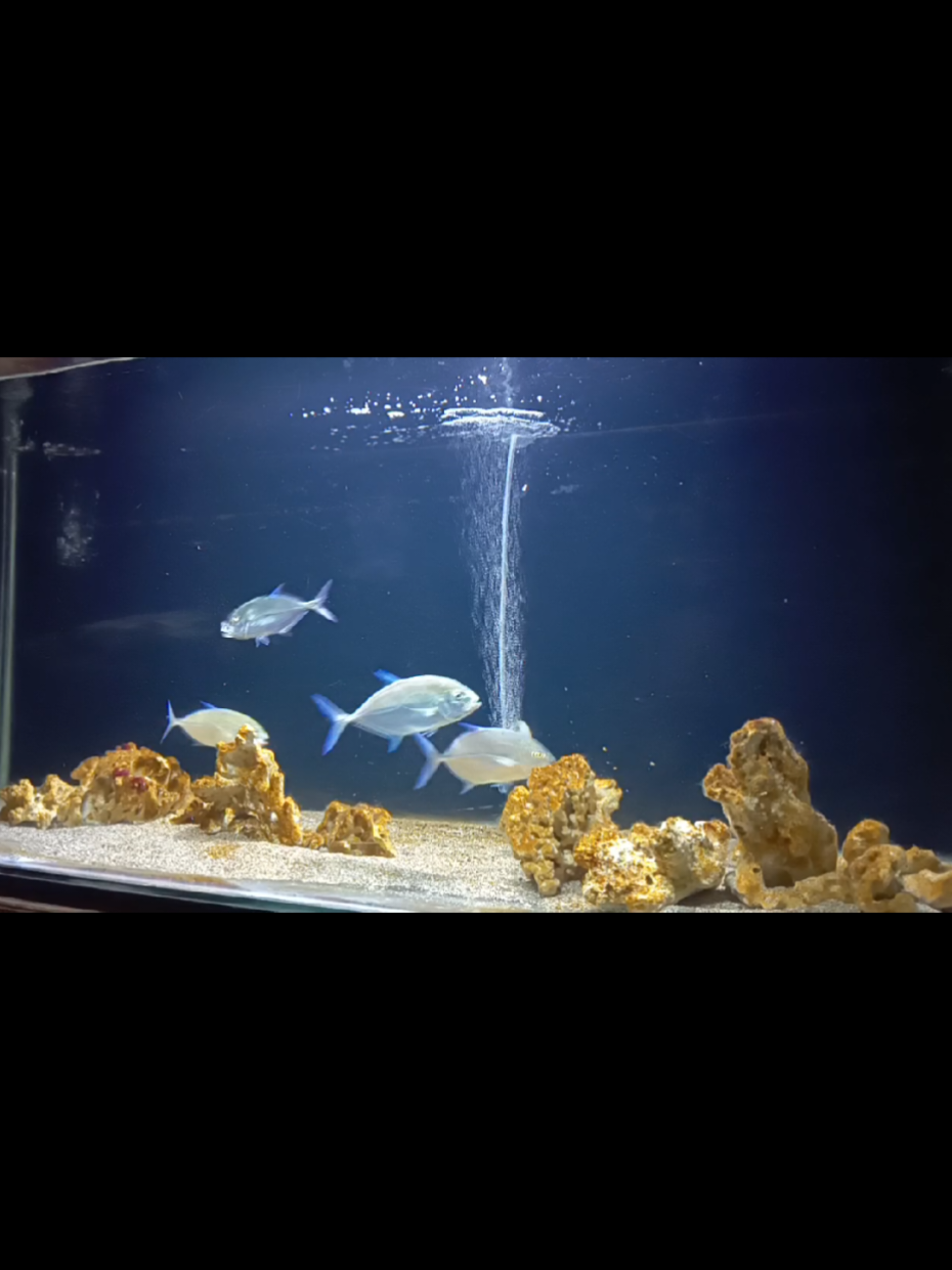 #bluefintrevally #fyp 