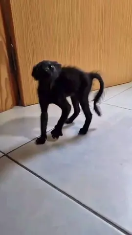 #cat #catlover #gatos #funnytiktok #chatcat 