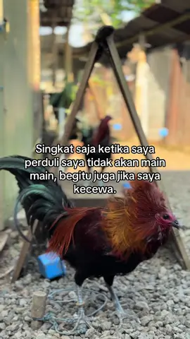Kata kata from kingblack#fyppppppppppppppppppppppp 