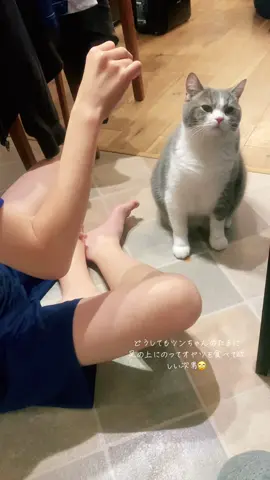 ツンデレ猫には敵いません🥺🥺🥹 次男頑張れ👍#息子達と猫達の日常 #猫達と息子達の癒し動画 #猫のいる暮らし #猫好きさんと繋がりたい #猫の日常🐾 