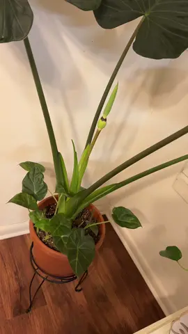 Grace…. Keep working hard mama🥰#TikTokLearningCampaign #plantsoftiktok #planttiktok #gardenproject #gardengarden 