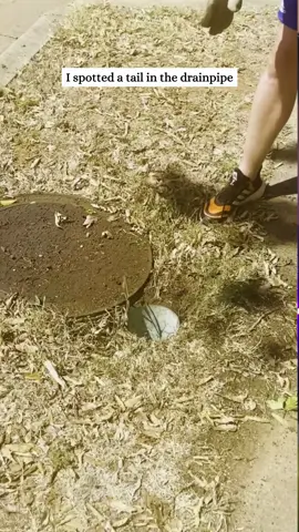 Rescue a trapped armadillo and then #fyp #rescue #animals #animal #armadillo 