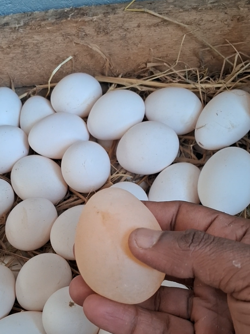 සැව් බිත්තර 😯🪺🐔 |Eggs without grooves🐔🪺😯 #creatorsearchinsights #maලිත #eggs #farming #srilankan_tik_tok🇱🇰  @Lakmal 🌼🖤 