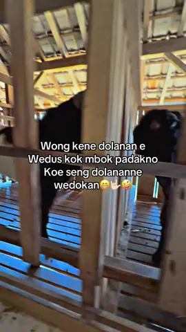 Dak mampu mas☺️#fypシ゚ #bakul #bakulwedus                              #peternakkambing #peternakkambingmuda 