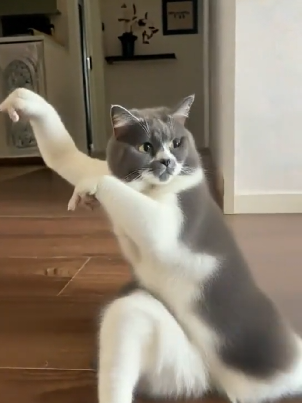 Kungfu cat #xuhuong #cat #kungfu #funnyvideos #cutecat 