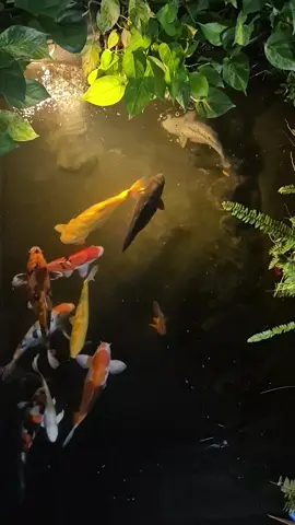 kolam koi outdoor dimalam hari, estetik.kolam koi indah #kolamkoidepanrumah #ikanlucuwarnawarni #ikankoiblitar #binatangbinatanglucu #hobilakilaki 