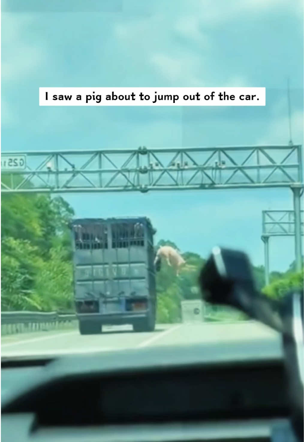 I saw a pig about to jump out of the car.It succeeded.I got a pig and took it home,and then…#rescue #animals #pig 