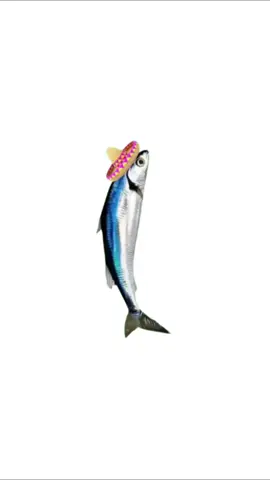 SpinningFish#SpinningFish#fish#animals#pet#pets#fyp#foryou#foryoupage #viral 