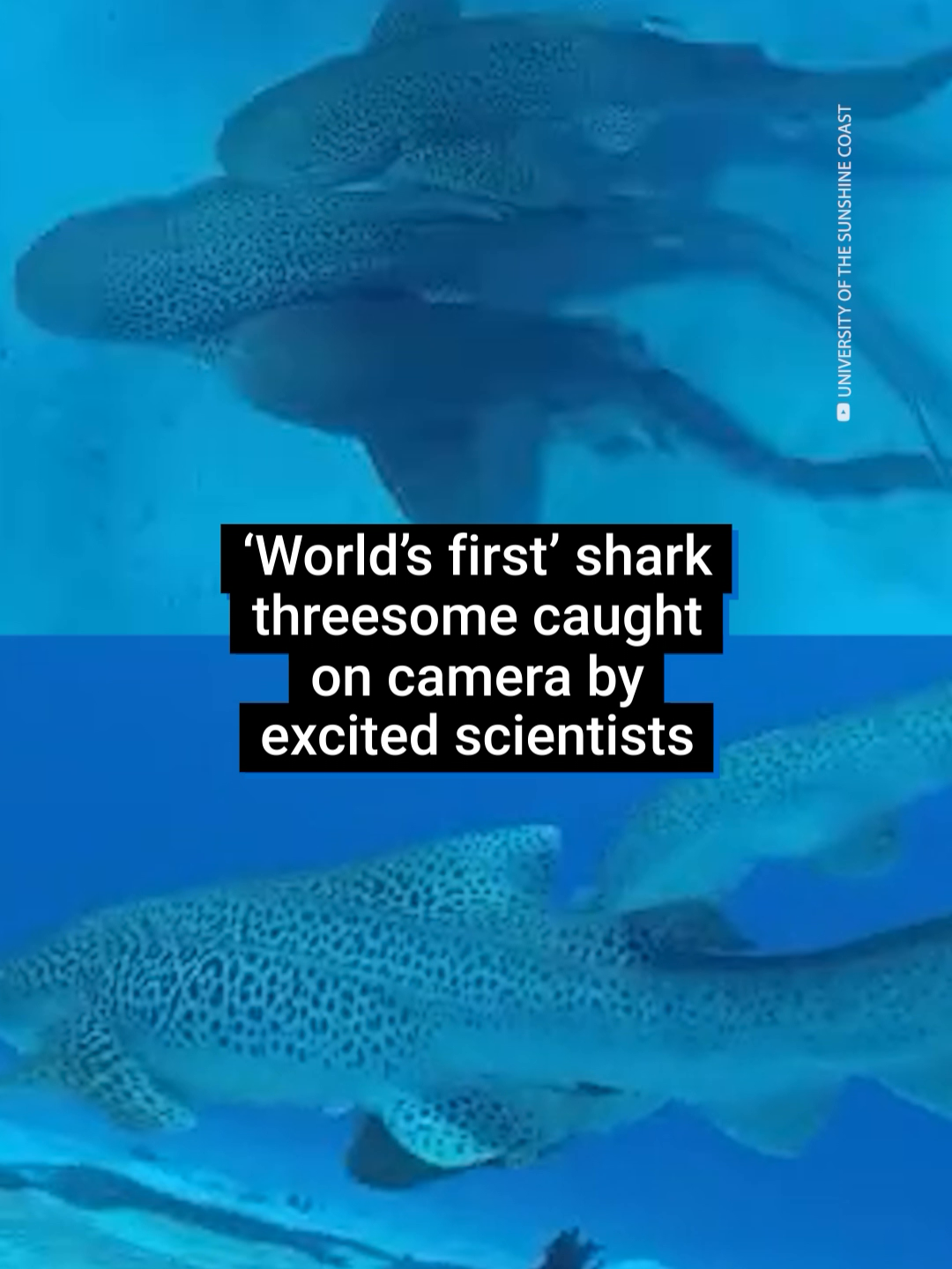 The ‘world's first’ shark threesome has been caught on camera... Leopard sharks have never even been observed mating in the wild, but Dr Hugo spotted the trio in New Caledonia. He waited over an hour to catch the act that ended up lasting under two minutes. #funnytok #sharks #sharksoftiktok #ocean #sciencetok