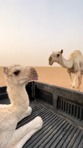 #اكسبلور #البل #الذود #عطايا_الله🐪 #اكسبلور #ماشاء_الله #مزاين_الابل 