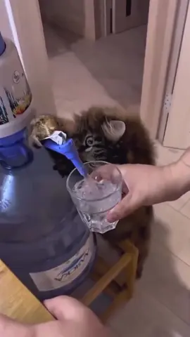 cats funny helping😛😛😛🤣🤣🤣😂😂😂😜😜😜🐈‍⬛🐈…. #cat #funny #catsoftiktok #funnycat #funnyvideo 