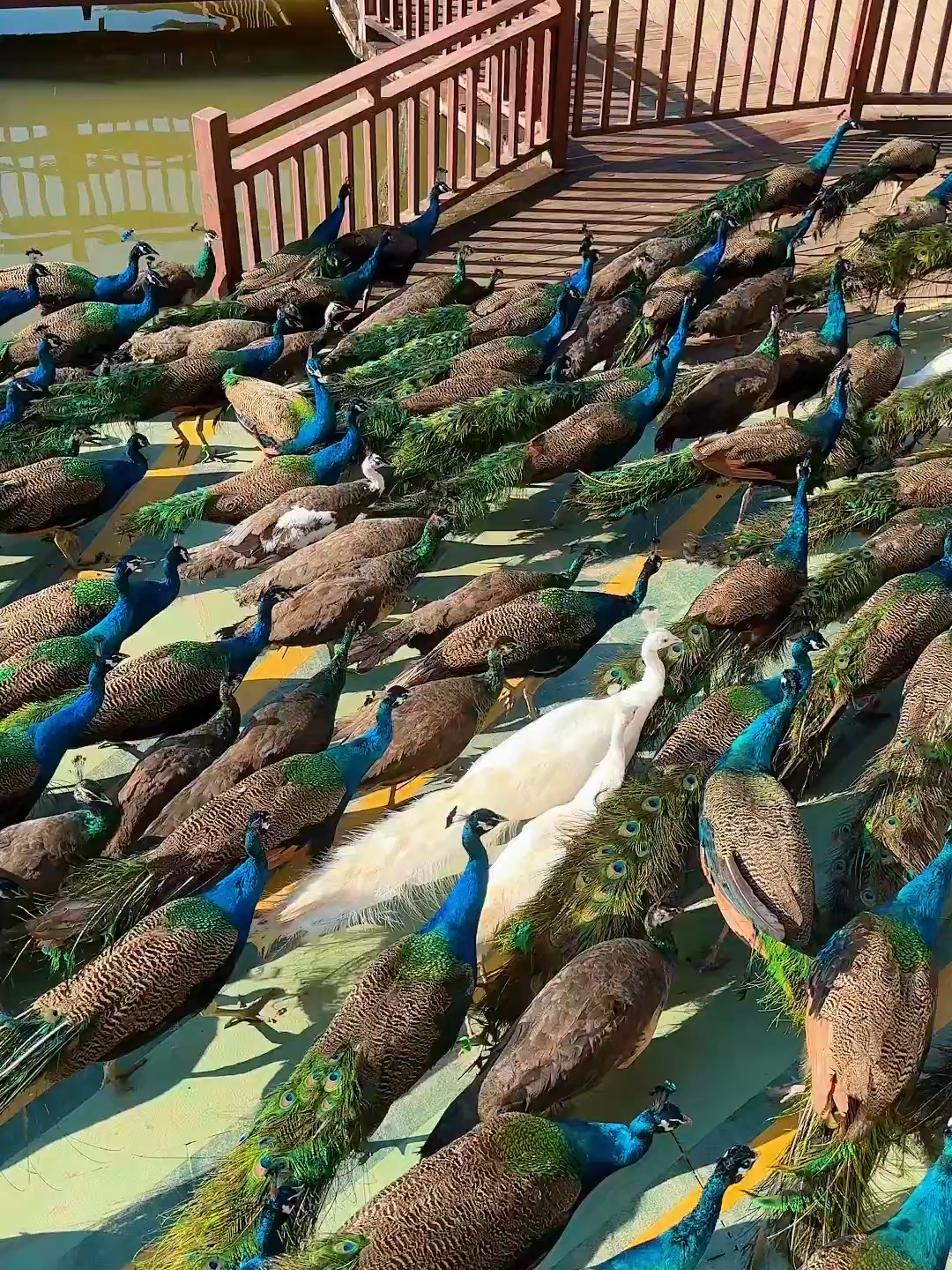 Peacock edition of rush hour!