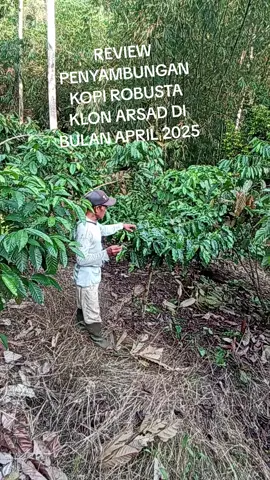 UNTUK HASIL PANEN KOPI YANG LEBIH MAKSIMAL COBA DI KEMBANGKAN KLON UNGGULAN #petanimuda #petaniindonesia🇮🇩🇮🇩🇮🇩🌿🌿 #robustalampung #fyppppppppppppppppppppppp 