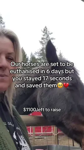 Every kind comment would mean a world to me 🥹♥️#horses #shelter #sanctuary #animalsoftiktok #horselovers 
