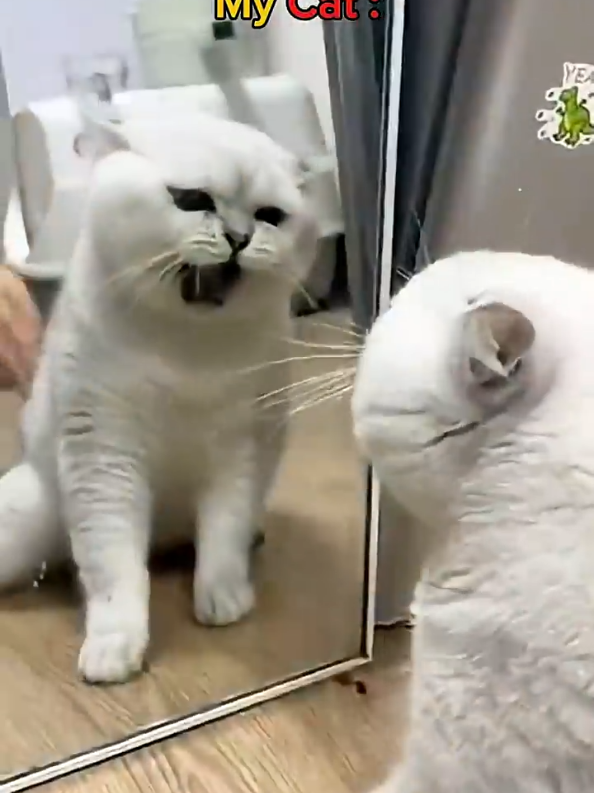 My Friend's Cat VS My Cat 😹... #following #likе #capcut #catmemes #funnytiktok 