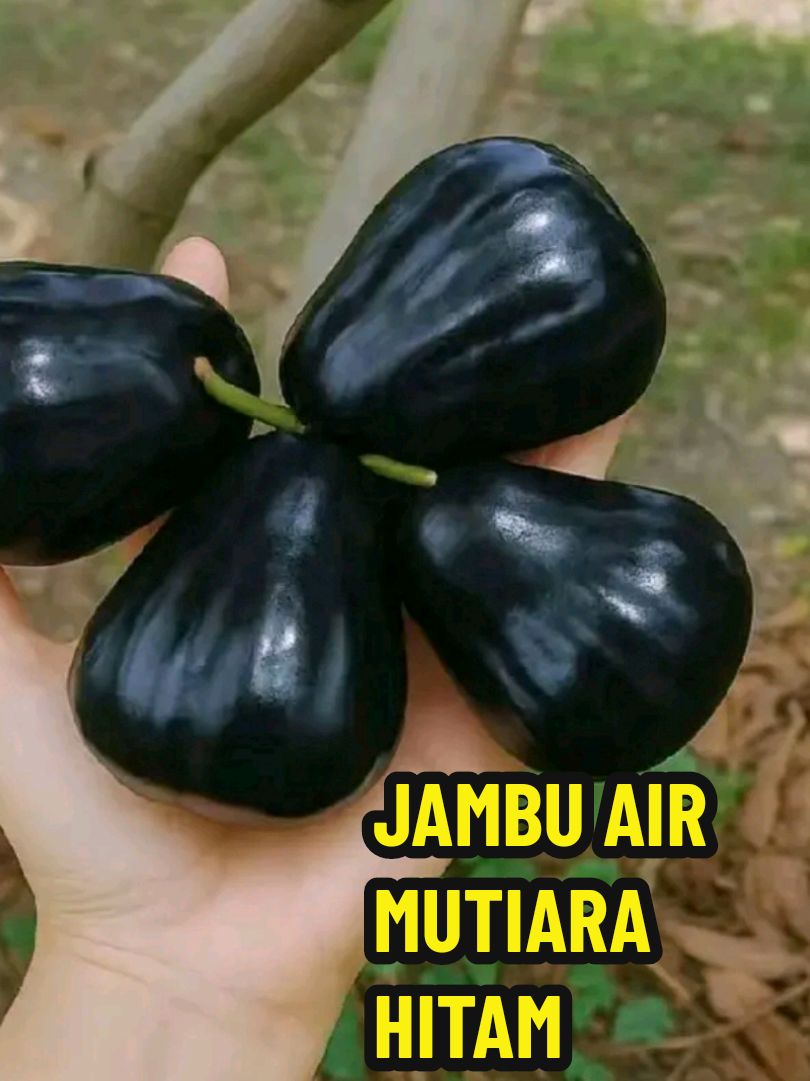 Jambu Air Mutiara Hitam, mempunyai raaa yang manis, gurih dan renyah, rasanya ga mau berhenti memakannya.  Bibit hasil stek okulasi sehingga bisa cepat berbuah. Dapat tumbuh subur dan berbuah walau ditanam didalam pot.  #bibitjambuairhitam #bibitjambuair #jambuair #jambuairhitam #creatorsearchinsights2025 