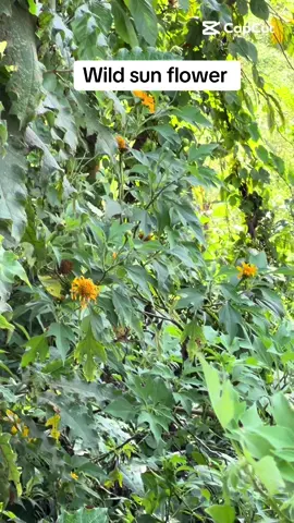 Wild sun flower #fyyyyyyyyyyyyyyyyyyy #fypシ゚ #fypppppppppppppp 