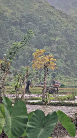 Suasana Syahdu saat hujan di desa di pinggir sawah #kampung #suasanadikampung  #rindukampunghalaman #fyp  #jamandulu 