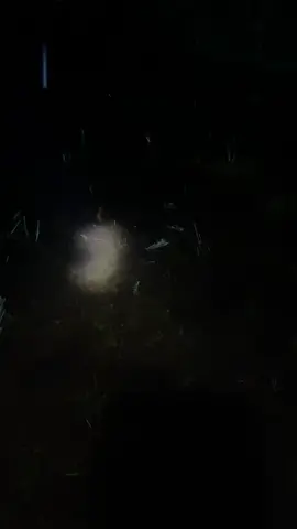 មេីល​លប​កង្កែប​