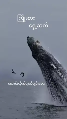 #အရှုံးမပေးနဲ့သူငယ်ချင်း #ကြိုးစားရှေ့ဆက် #ရောက်စမ်းfypပေါ် 