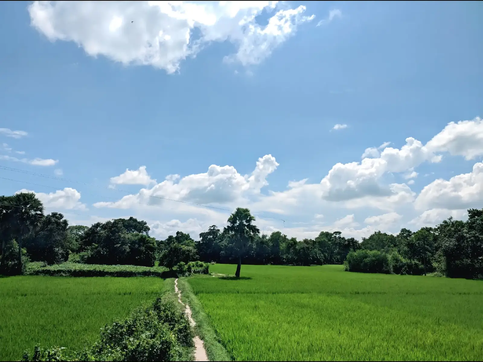 প্রকৃতি হচ্ছে মানুষের একাকীত্বের সঙ্গী। যখন নিজের বলতে কেও থাকে না তখন প্রকৃতি তার নিজের রঙে রাঙিয়ে দেয় আমাদের জীবন😇 #প্রকৃতিরঅপরূপসৌন্দর #foryou #viral #trending 