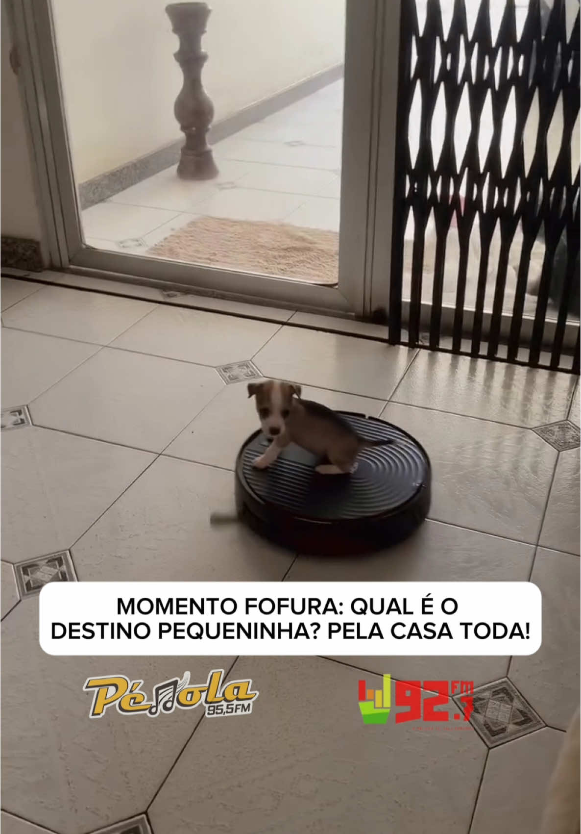 Quando você é pequenina, mas seu espírito de Dora Aventureira é gigante! 😂🐶  Cachorrinha viraliza nas redes sociais depois de embarcar em um passeio com o robô aspirador de pó. 🎥 @amandalira__