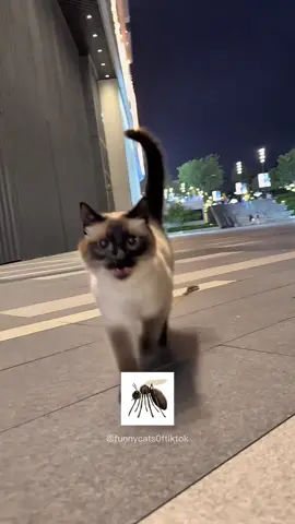 Part 80 |  Funny cat sounds! Funny cats meowing! Cats mispronouncing the only word they know! Cats sounding like other animals! Funny cat videos #funnycats #funnyanimals #funnypets