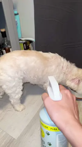 BugMD flea and tick spray for dogs #fleatreatment #bugmd #bugmdfleaandtickcontrol #fleaspray #dogsoftiktok 