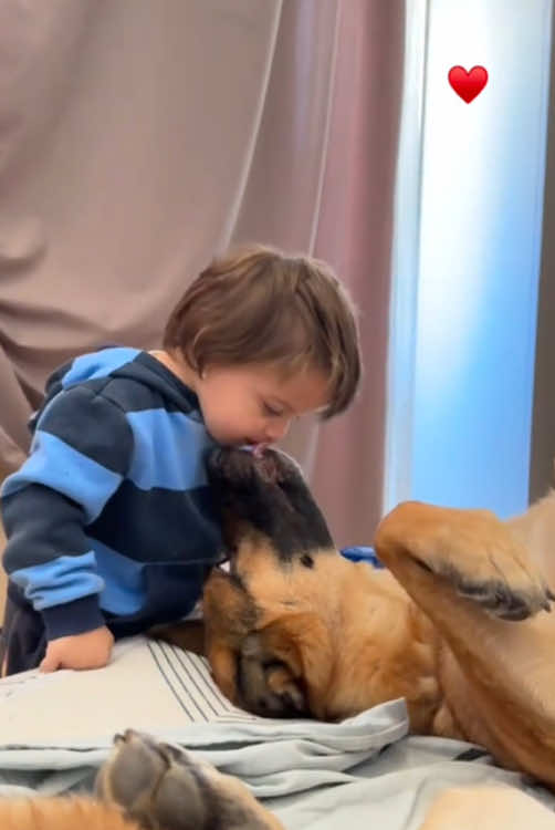 Sweetest friendship 🥰🥰#dog #pet #baby #bestfriend #cute #Love #lovestory #dogsoftiktok #foryou #usa🇺🇸 