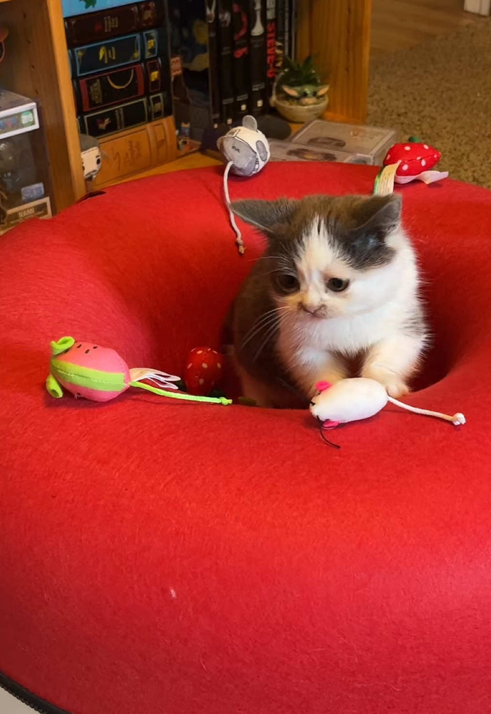 Could this be wack a mole? Cat a mole? Cat a MOUSE?? I have no idea but Kermit loves it lol. #kermie #kermieworm #dwarfcat #catsoftiktok #cattoy 