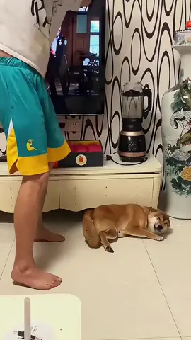 Try not to laugh when you watch 😂😂😂 #funny #dog #animals #funnyvideos #cat 