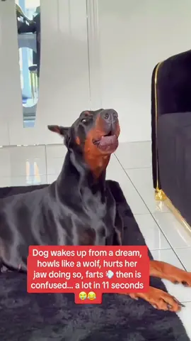 Try not to laugh 😂😂😂 #animals #haha #dog #cat #pet 