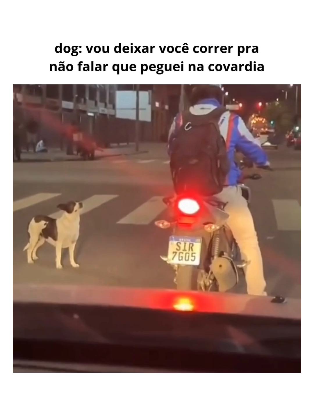 #animaisengraçados