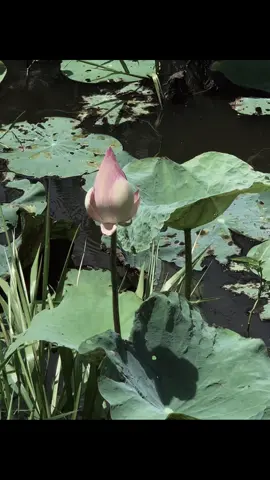 con phải làm lại mọi thứ,để làm lại cuộc sống mới,con phải tự nhủ mình phải mạnh mẽ để bước tiếp trên hành trình,con phải trở thành một người mới và sửa chữa những sai lầm.con đã gây ra.Con sẽ trở thành một phiên bản tốt nhất của chính bản thân con. #chualanh #binhyen #hoasen #phatphapchualanh 
