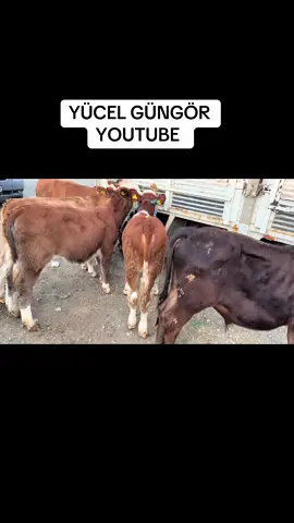 KIRIKKALE HAYVAN PAZARI 14 EYLÜL 