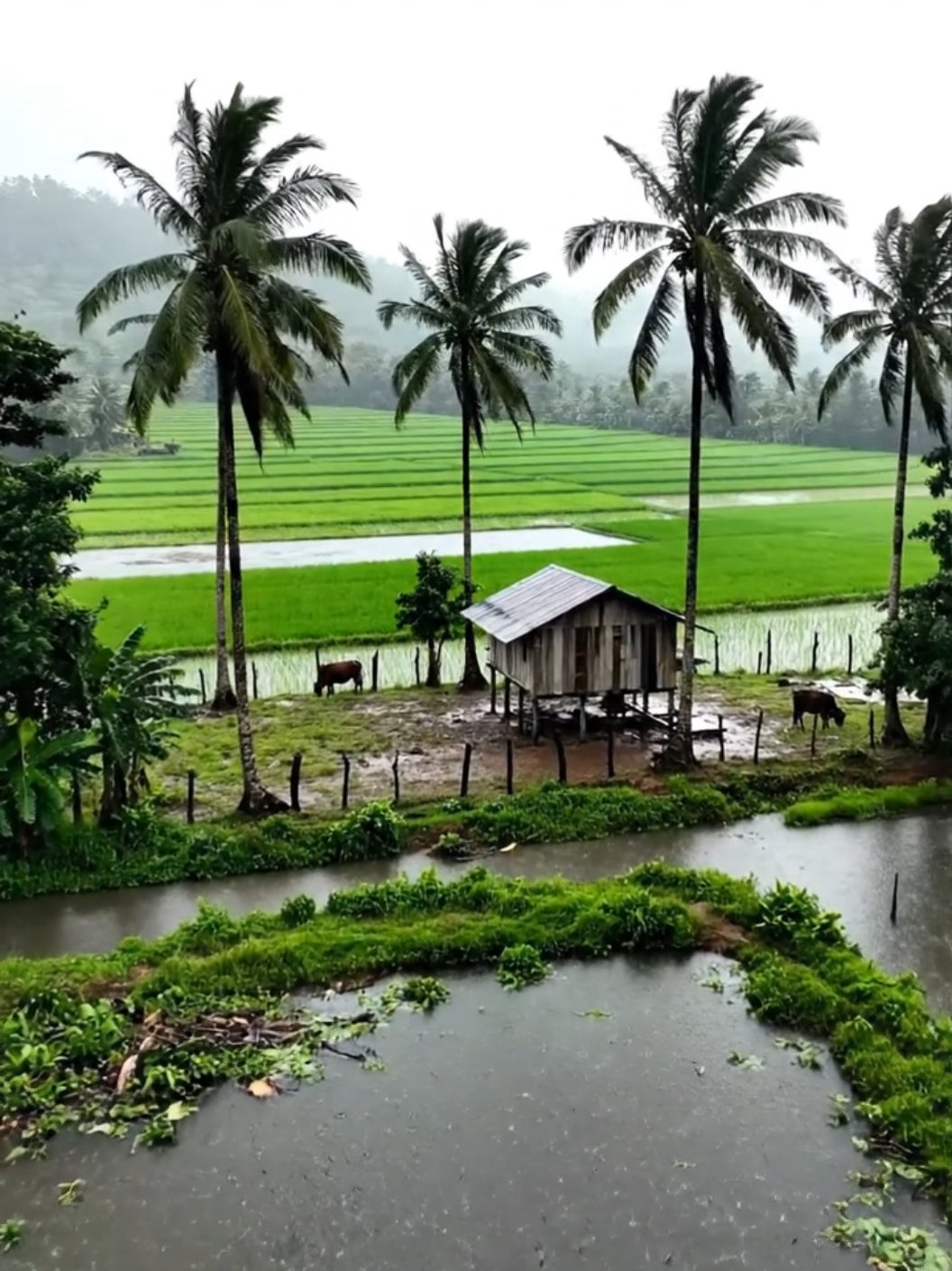 #អនុស្សាវរីយ៍ #នឹកស្រុកកំណើត #ស្រុកស្រែ🖼️🌾🌞🌔❤️ #អតីតកាល #ស្រមៃកាលវ័យនៅកុមារ😊👦🏻❤️🥀 