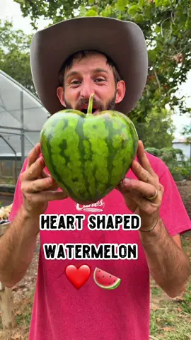 Our heart shaped watermelon is finally done and there’s a huge surprise inside! ❤️🍉 #watermelon #heart #fruit #garden #shilohfarm 