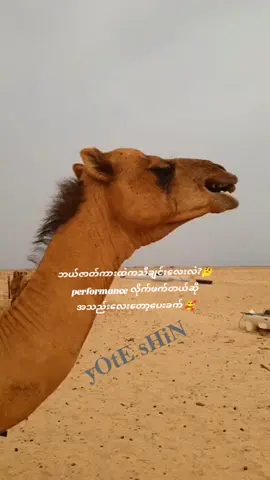 Performance နဲ့လိုက်ဖက်လား? #dancinganimals #funny #performancevideo #kuchkuchhotahai #မင်းတို့ပေးမှ❤ရမဲ့သူပါကွာ 