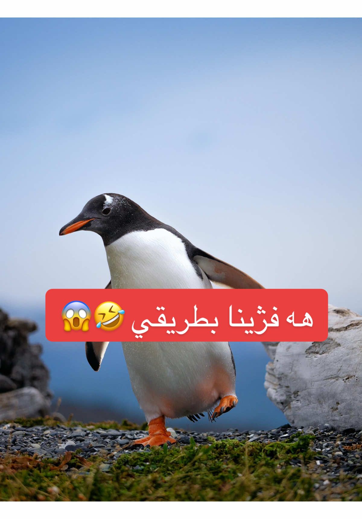 #mohamad_amjad #foryoupage #fyp #viral #duhok 