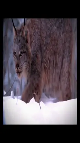 Most elegant animal #fyp #lynx #lynxedit #lighttriad #stoicism 