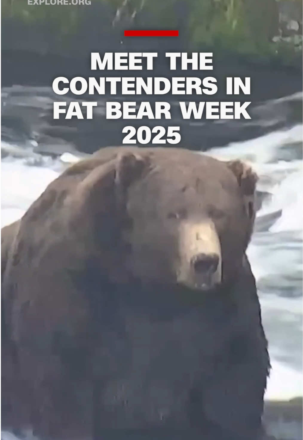 The iconic Fat Bear Week contest has returned for its 11th year at the Katmai National Park and Preserve in Alaska. Voting has opened to determine the beefiest brown bear ahead of winter hibernation. #cnn #news