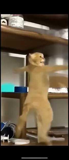#cat #dance #LanguageLearning 