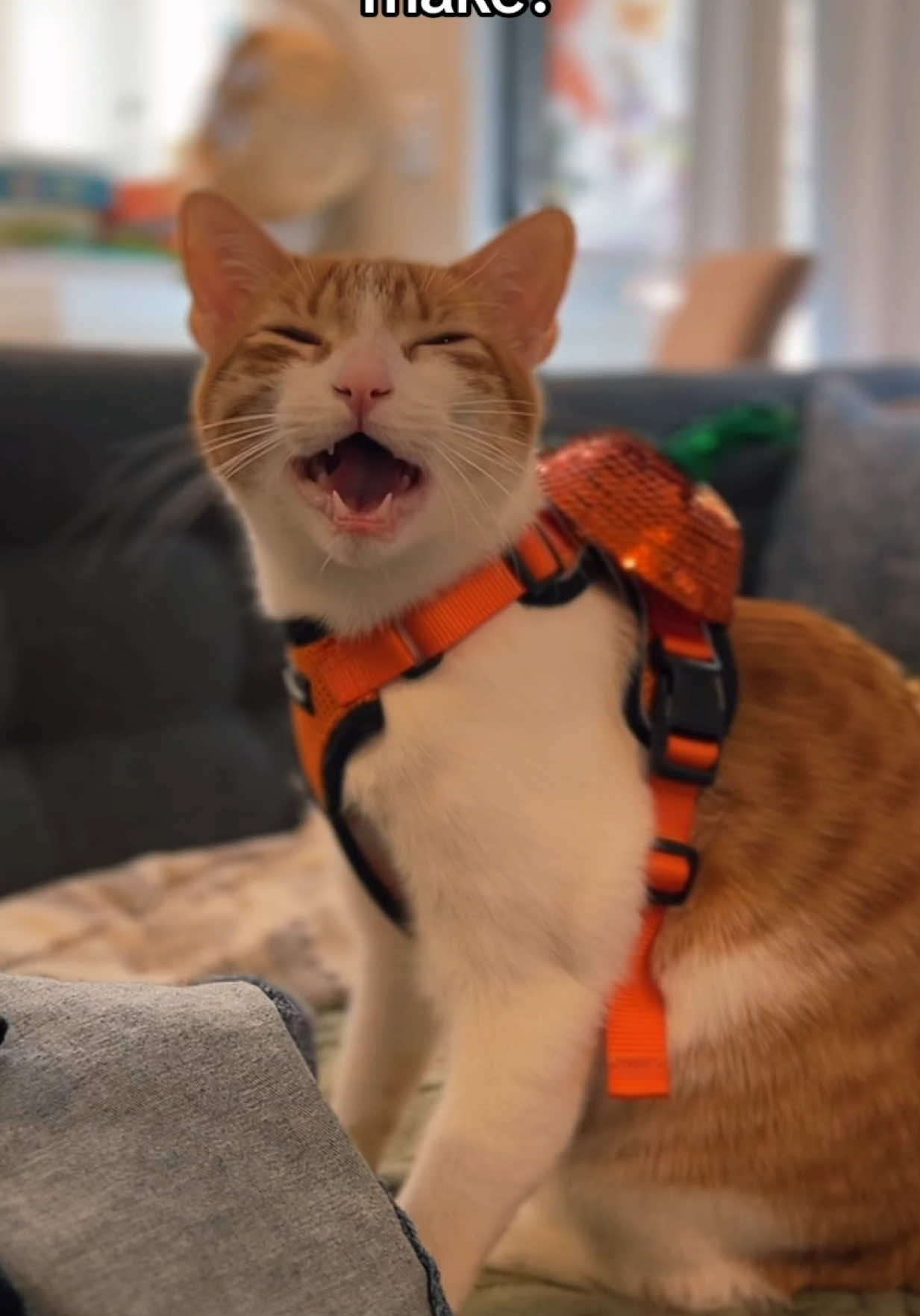IT’S THAT TIME OF YEAR AGAIN #pumpkindave #davethecat #orangecat 