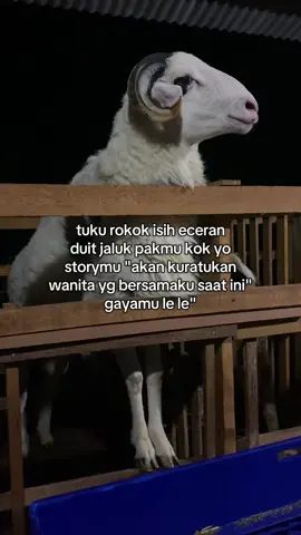 🤣 #dombalokal #farm #fyp #peternakmuda 