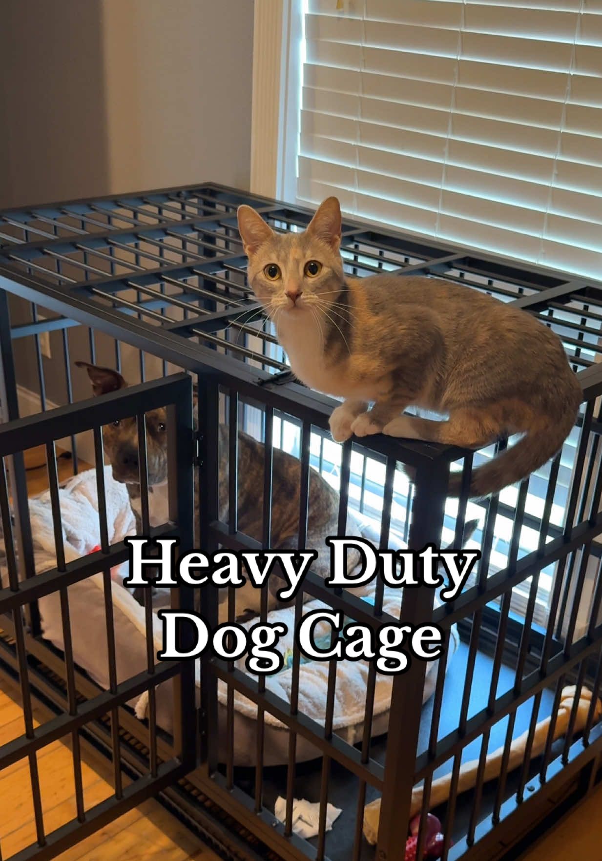 Replying to @tori cats. And she has separation anxiety. Doesn't get in the trash or reck havoc when I'm home... but looses her mind and eats all the garbage if we're gone. #dogcage #pitbullsoftiktok #pitbull #tiktokshopcreatorpicks #tiktokshopblackfriday 