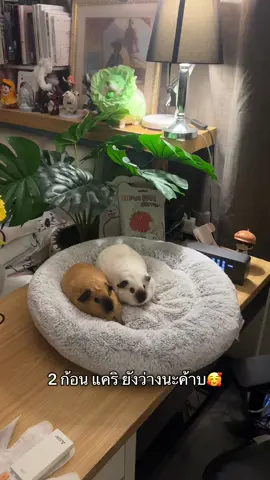 หลงรัก ทัก🏡💚 ได้นะค้าบ🥰 . . . #แกสบี้ #guineapigs #cutepet #PetsOfTikTok #guineapigsoftiktok 