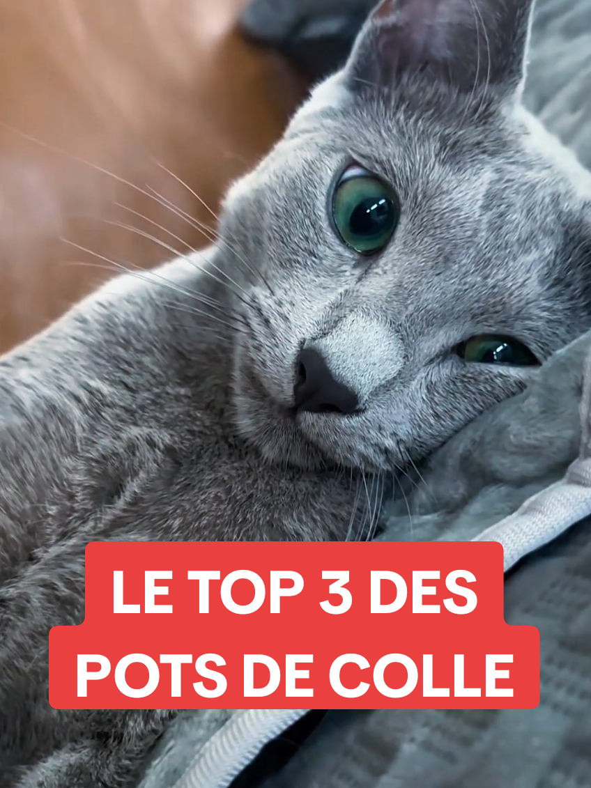 C'est le top 3 des chats les plus pots de colle ! Ces chats trop marrants, un chat incroyable ! 🐈🥉